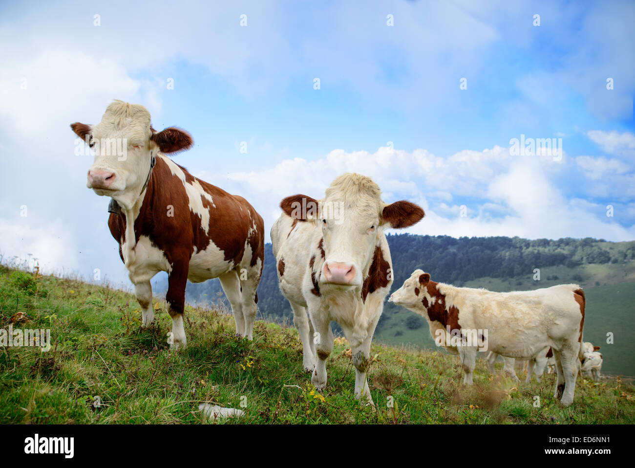 white and brown cows in the mountain pastures Stock Photo - Alamy