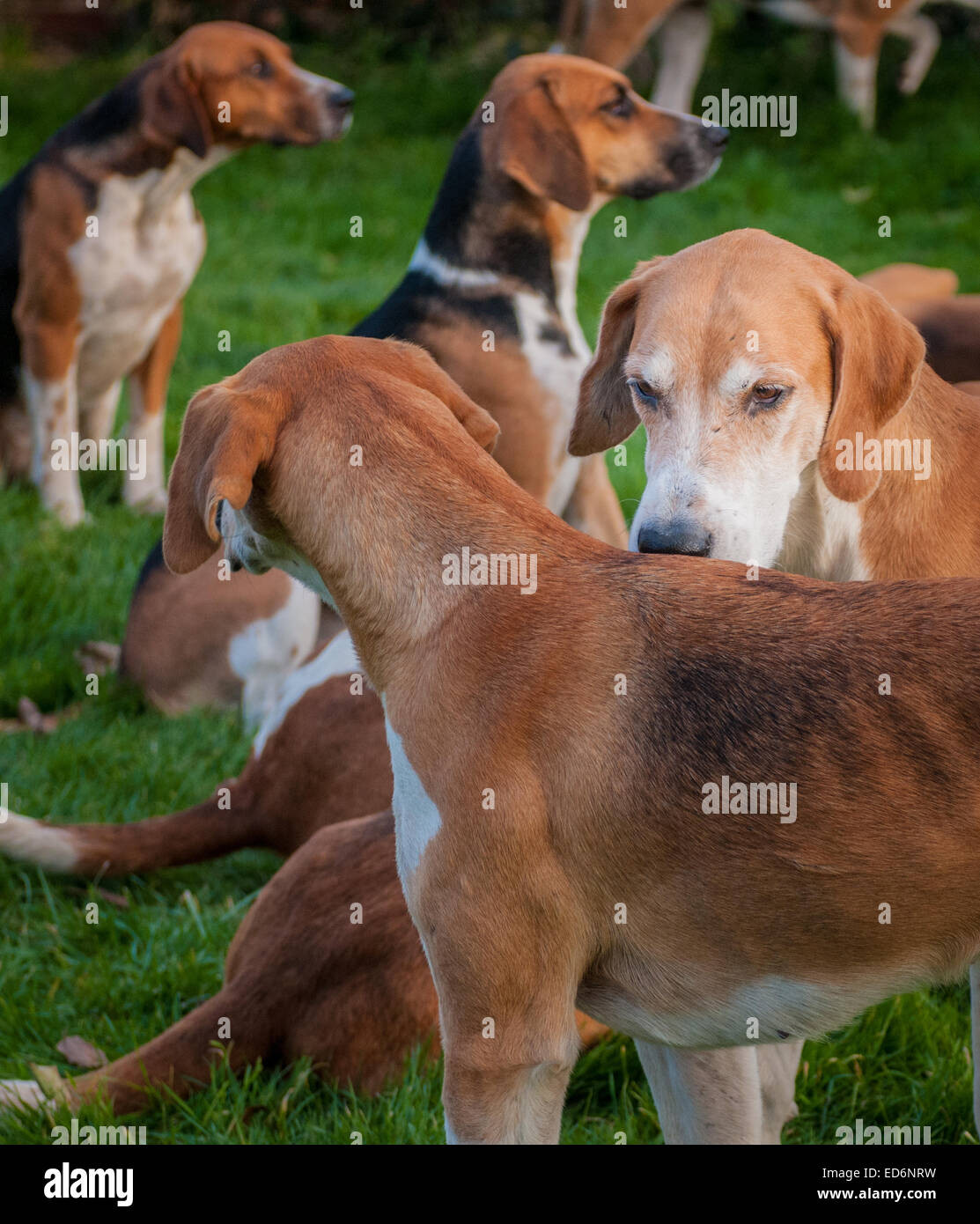 Fox Hounds at a meeting of The Belvoir Hunt Stock Photo