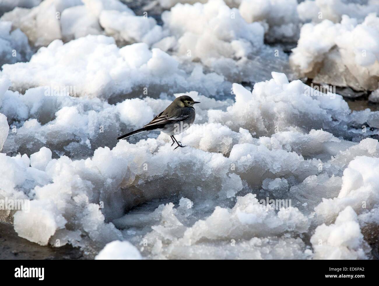 sparrow on snow covered ground Stock Photo