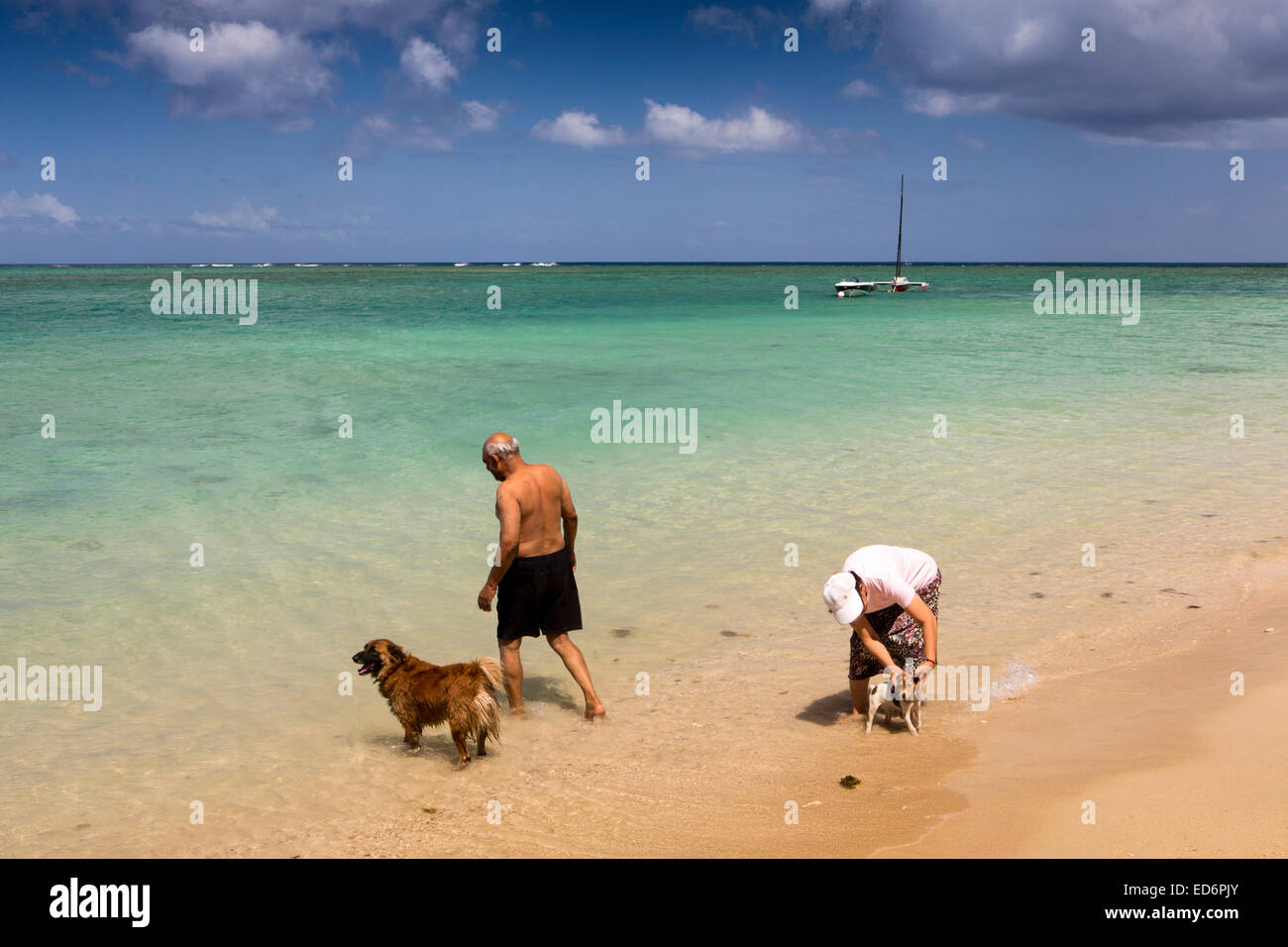 Mauritius, Tamarin, beach, older couple with dogs in shallows Stock