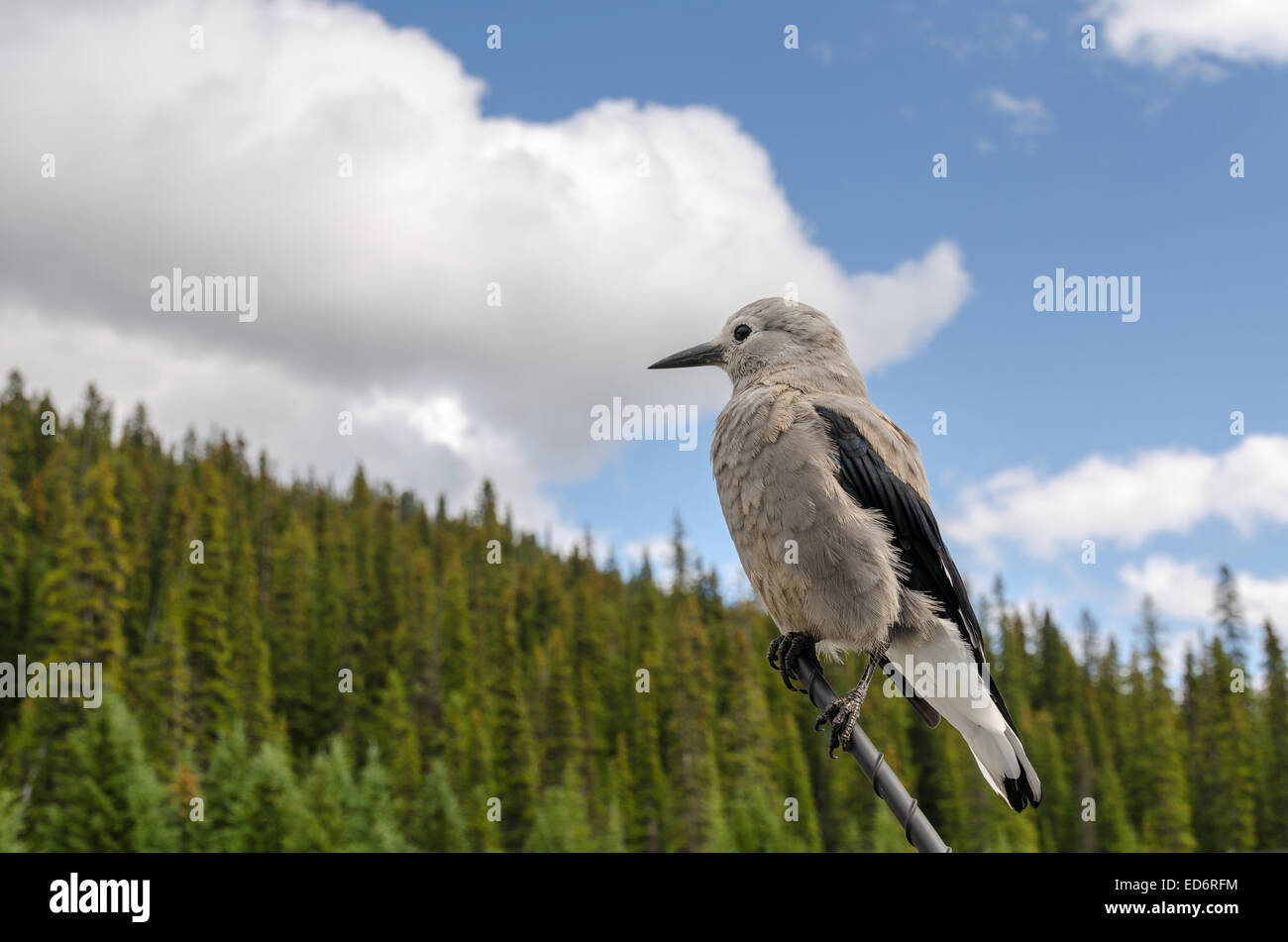 Clark's nutcracker on the Parkway in Canada Stock Photo Alamy