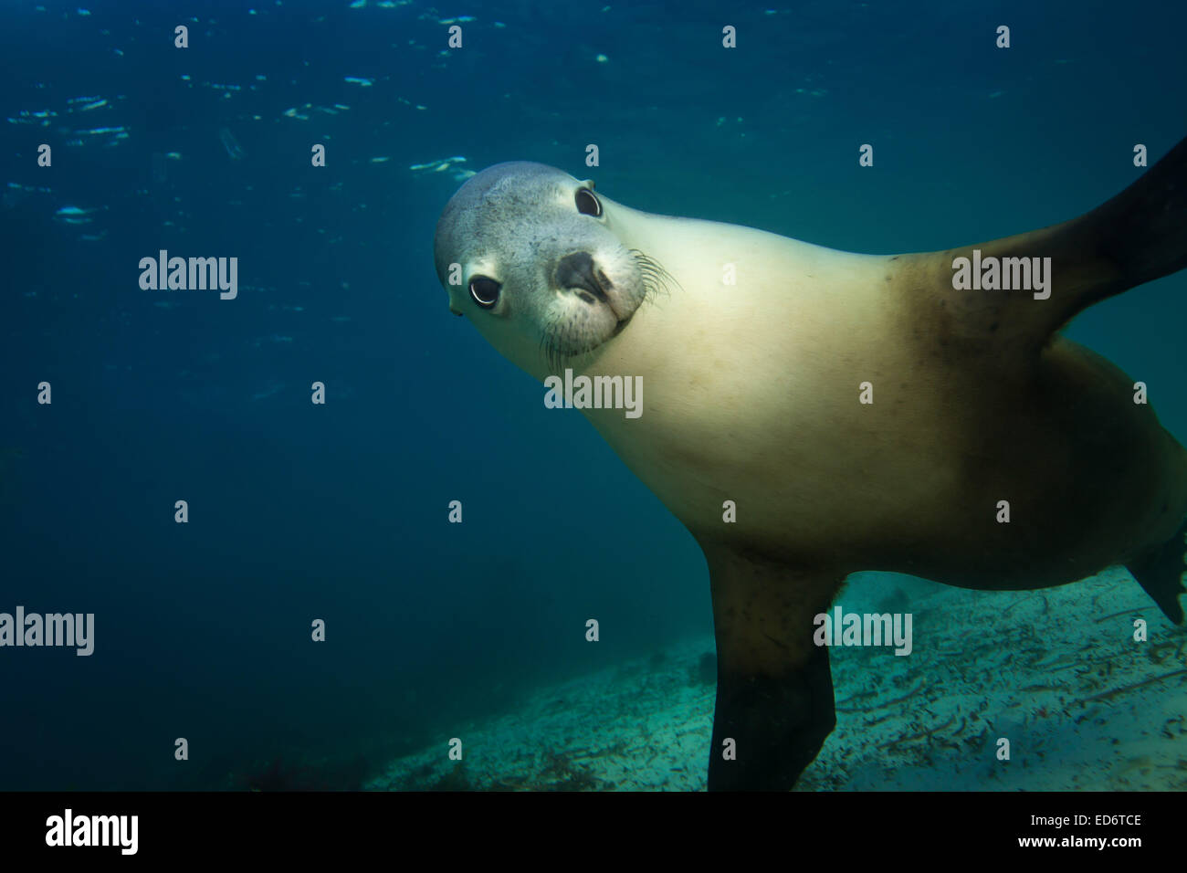 Australian Sea-lion - 1 Stock Photo