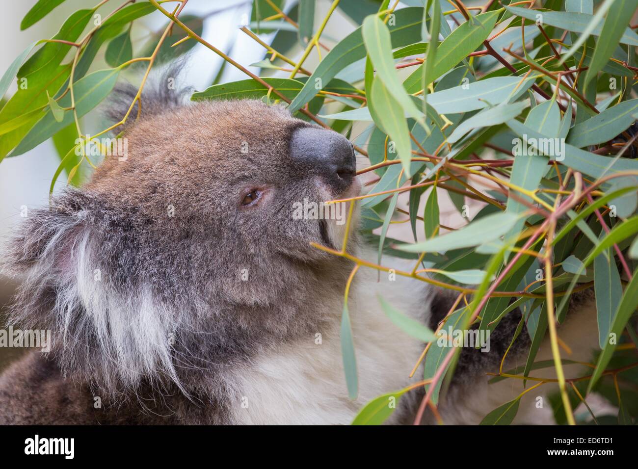 Koala feeding from a gum tree - 2 Stock Photo