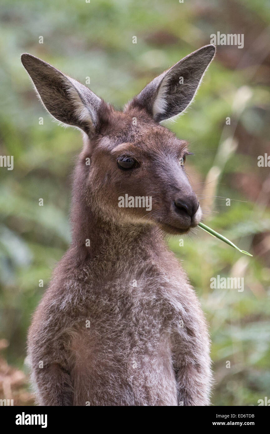 Western-grey Kangaroo Stock Photo