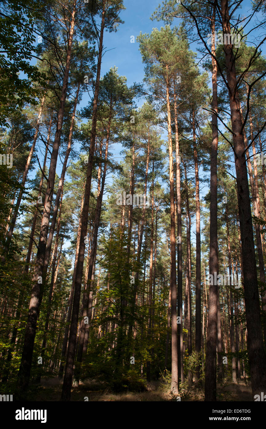 Scots Pine is a native pine tree in Europe and Asia here growing at the