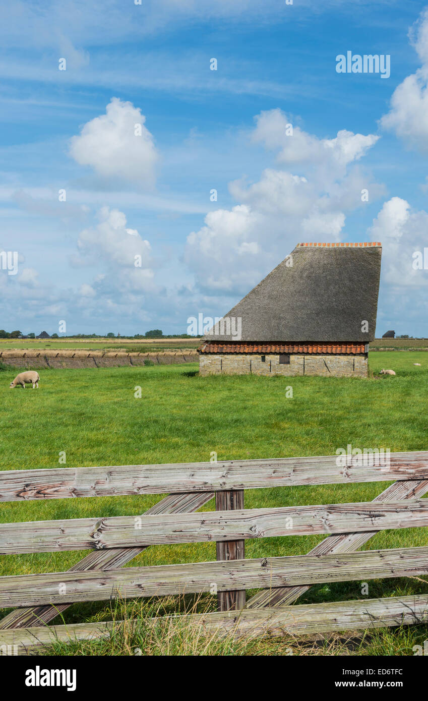 Barn with meadow and sheep on the Wadden island of Texel Stock Photo ...