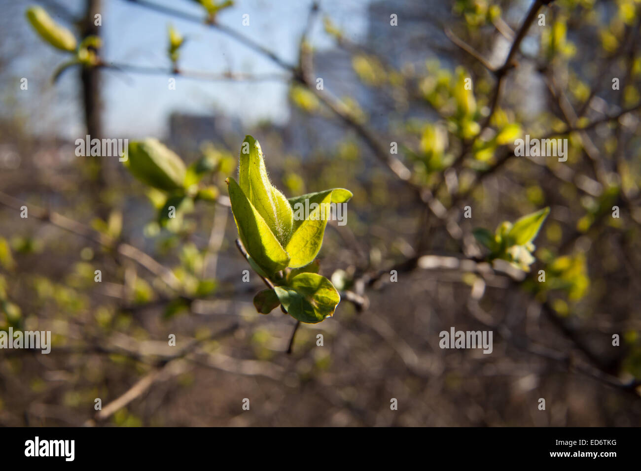 green bud in early spring Stock Photo