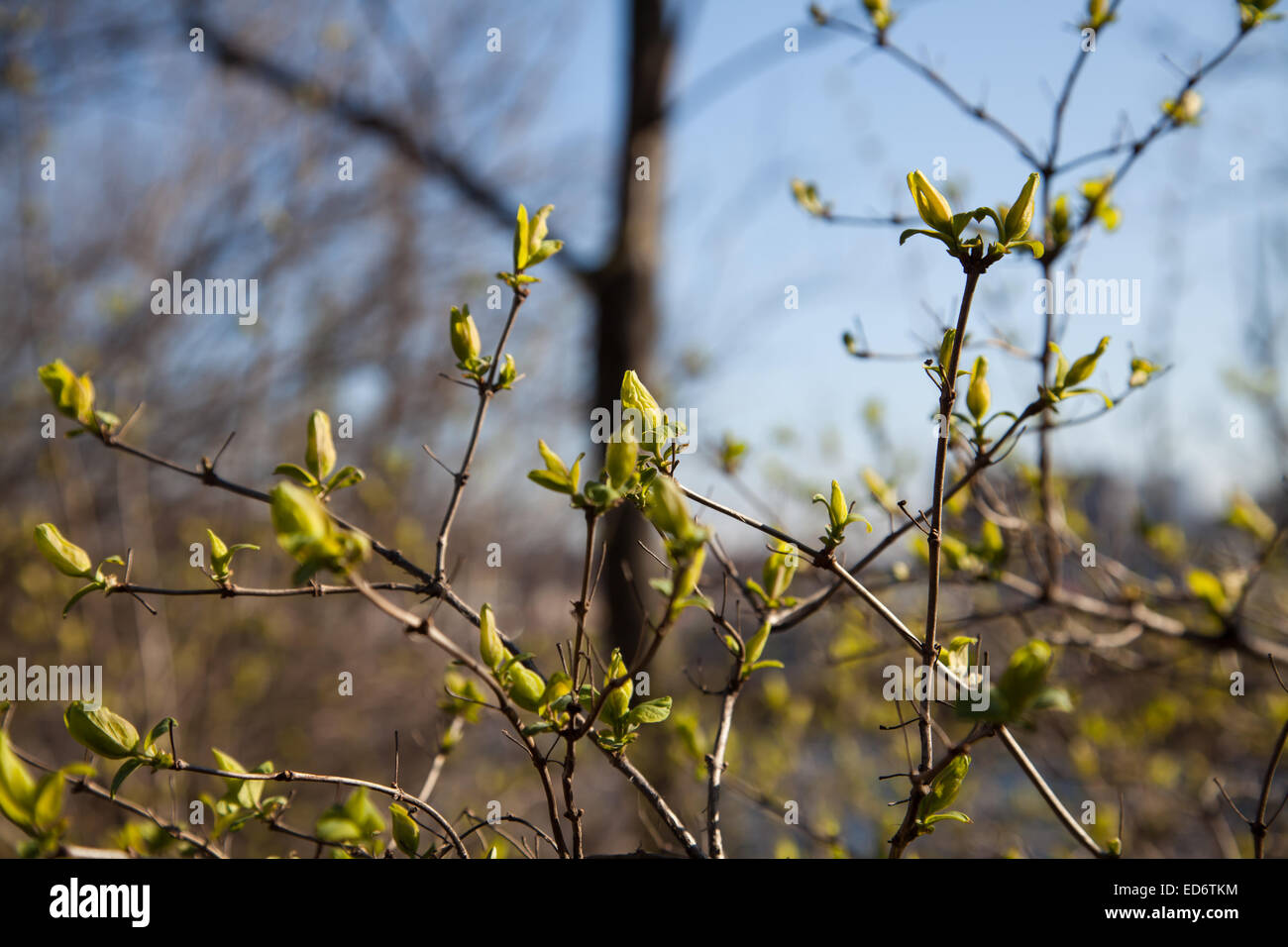 green buds of a branch  in spring Stock Photo