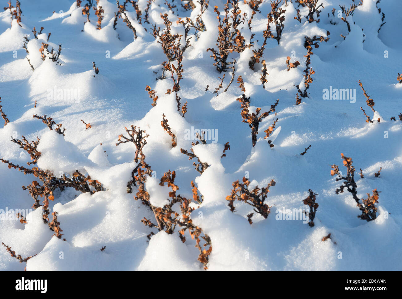 Winter landscape with Betula nana in National Park Dovrefjell in Norway. Stock Photo