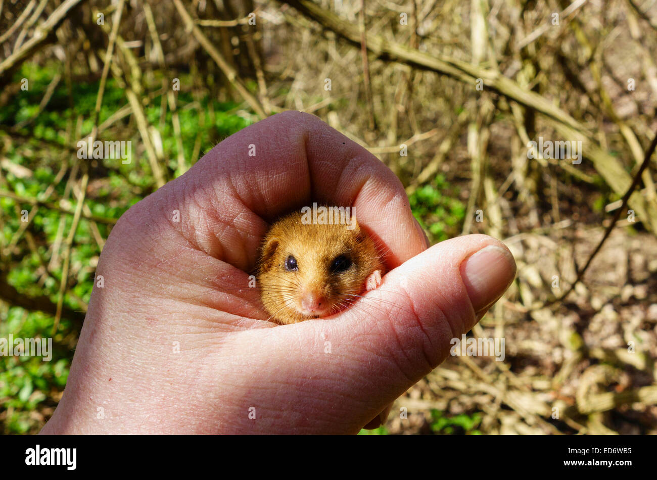 Dormouse (Muscardinus avellanarius) monitoring being carried out on a Nature reserve in the Herefordshire UK countryside Stock Photo