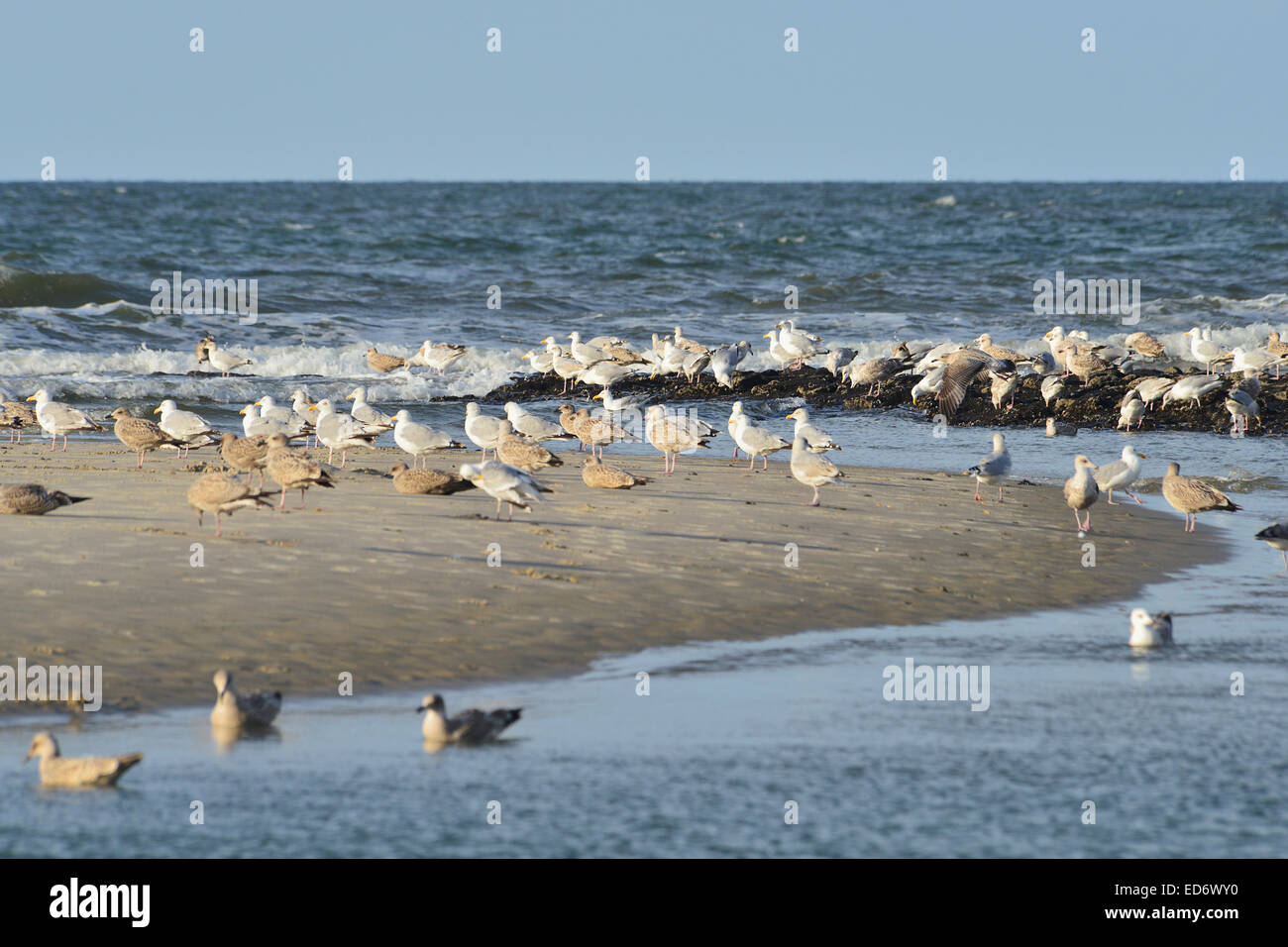 Colony of herring gulls at the sunny beach of Wangerooge, 19 August ...