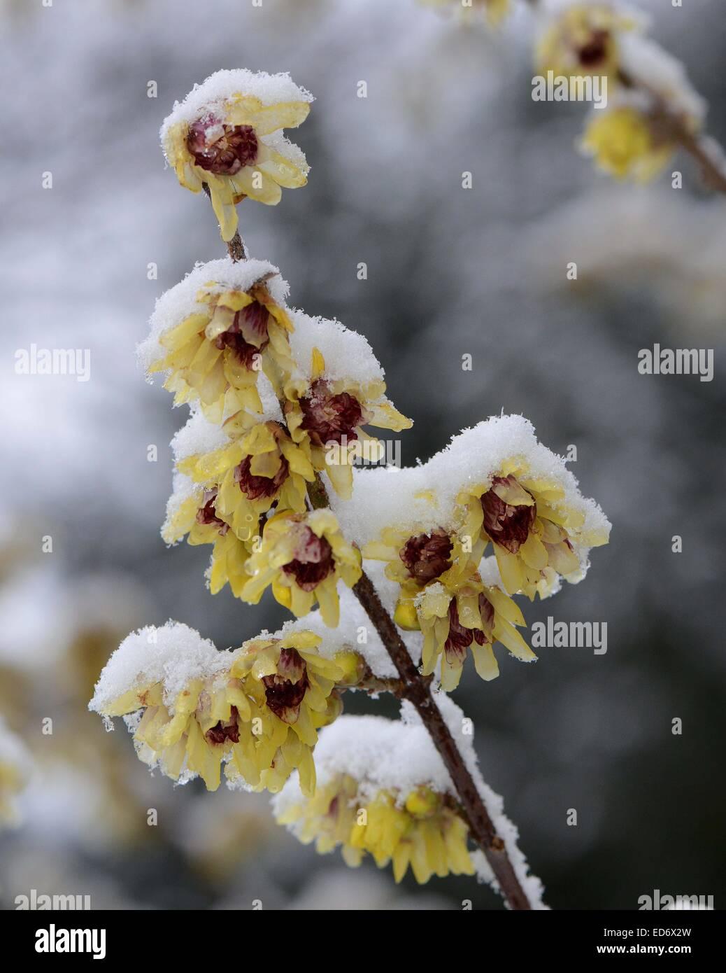 Snow covered hamamelis in a park in  Freiburg, Dec, 28, 2014. Stock Photo