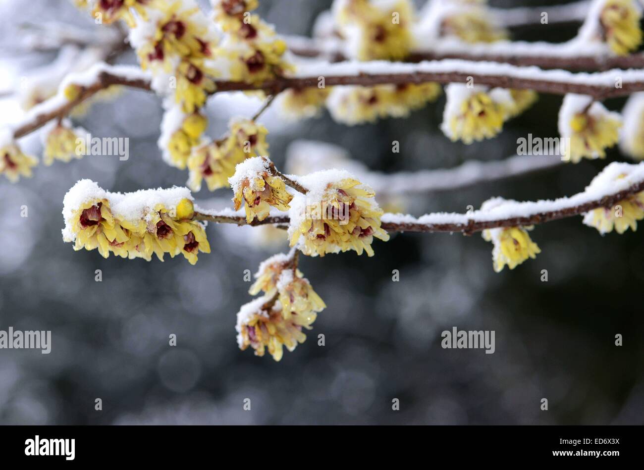 Snow covered hamamelis in a park in  Freiburg, Dec, 28, 2014. Stock Photo