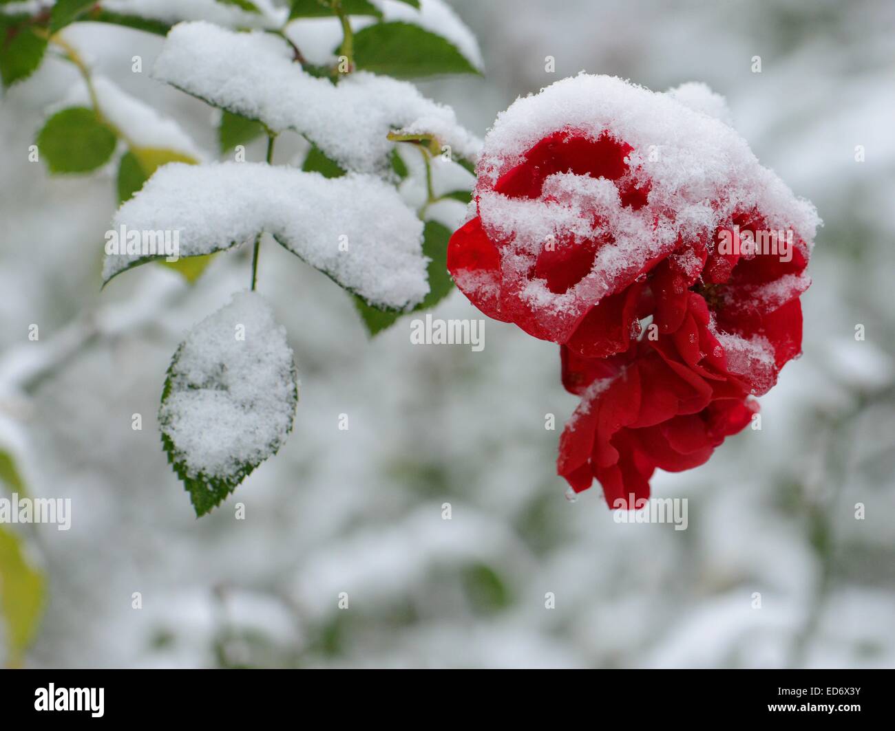 Snow covered roses in a park in  Freiburg, Dec, 28, 2014. Stock Photo