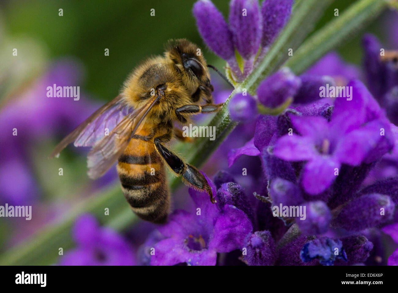 A macro shot of a bee Stock Photo