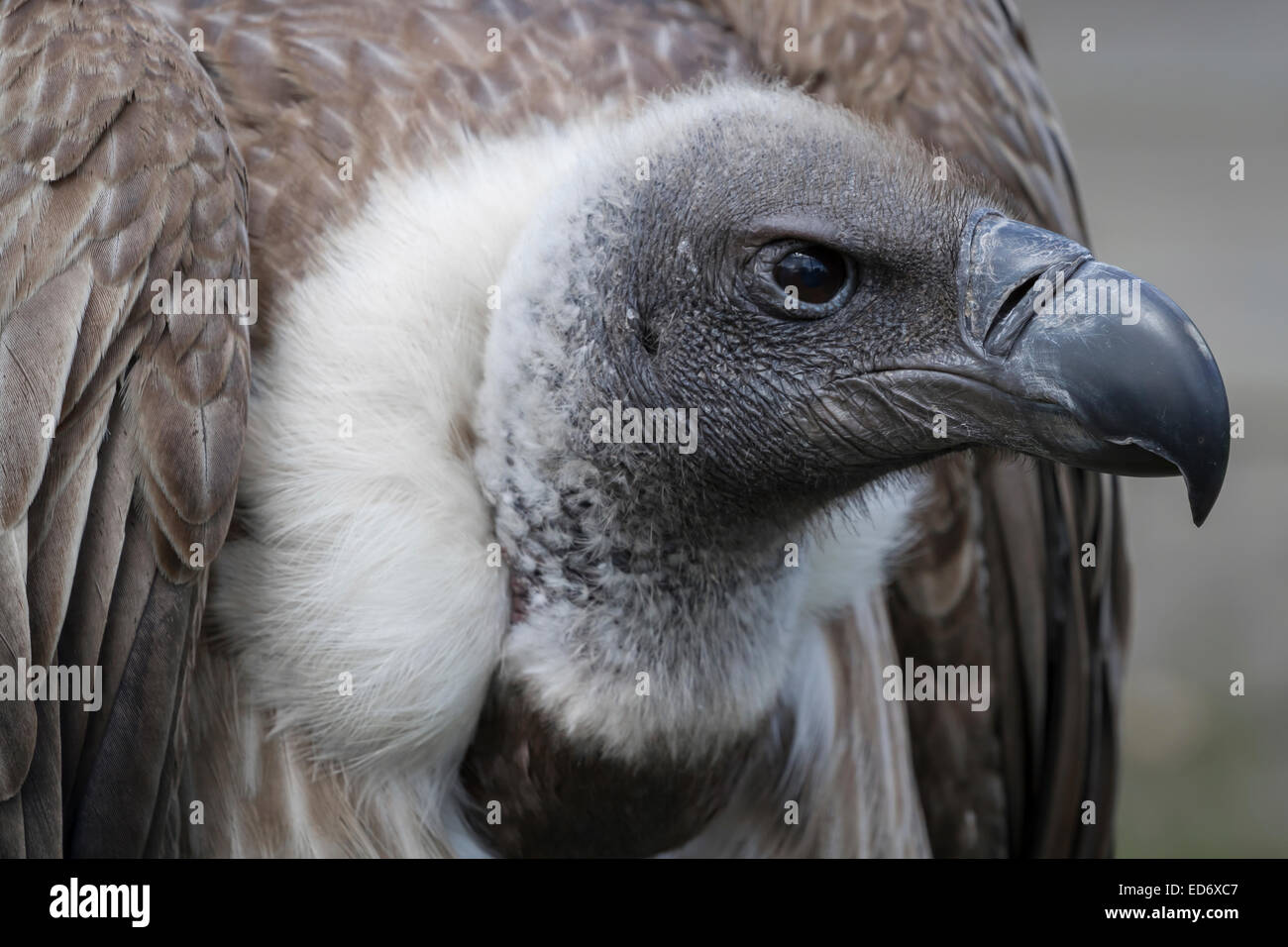 side profile of an African white-backed vulture staring to right ...