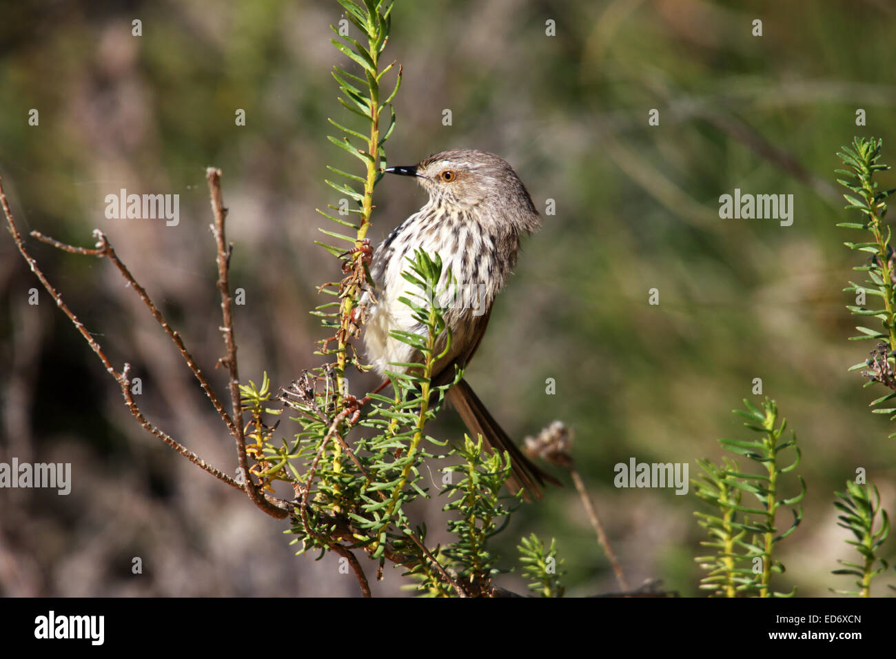 Juvenile Cape Robin Chat Bird cossypha caffra  Cederberg Wilderness National Park Cape Province South Africa Stock Photo