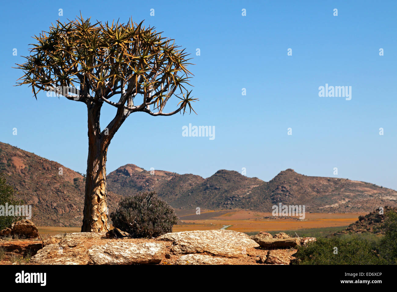 Kokerboom big Quivertree Namaqualand Northern Cape South Africa Stock Photo
