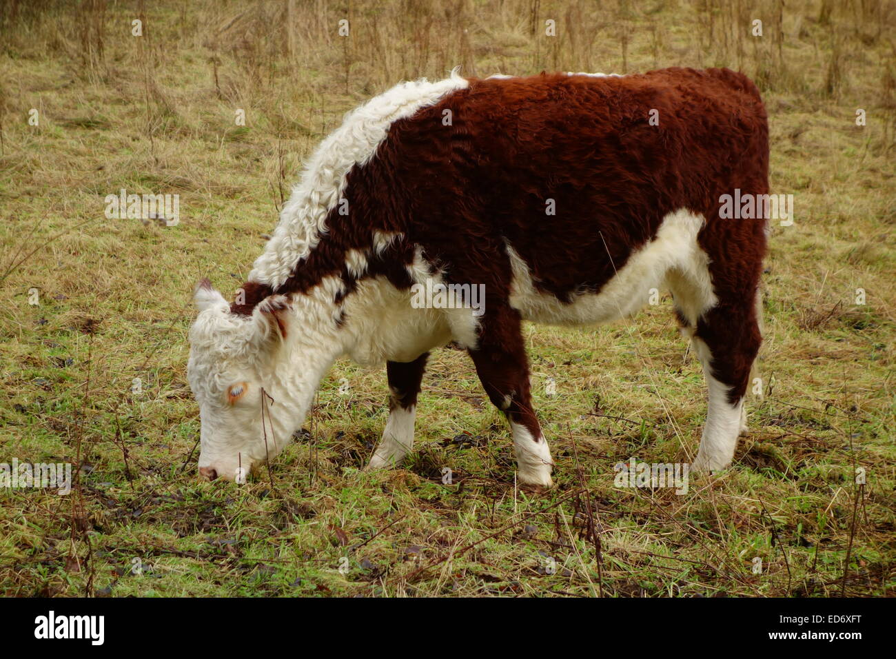 Brown and White Calf Stock Photo - Alamy