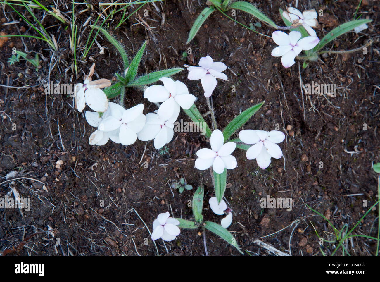 A dwarf alpine, Red Star, Rhodohypoxis baurii in the Drakensberg Mountains, South Africa Stock Photo