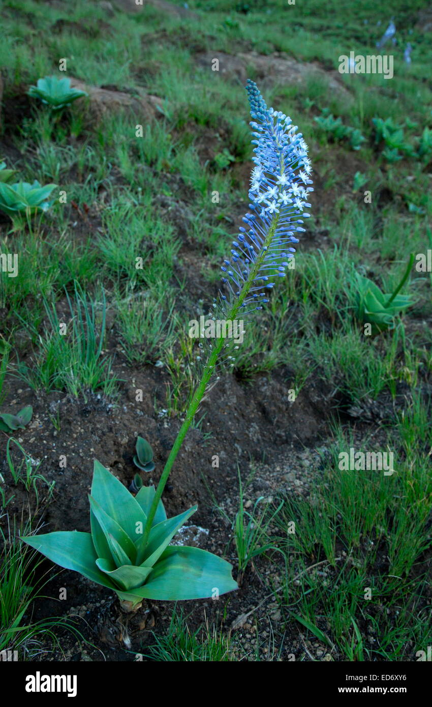 A tall Blue Squill, Scilla natalensis = Merwilla plumbea in the Drakensberg Mountains, South Africa Stock Photo