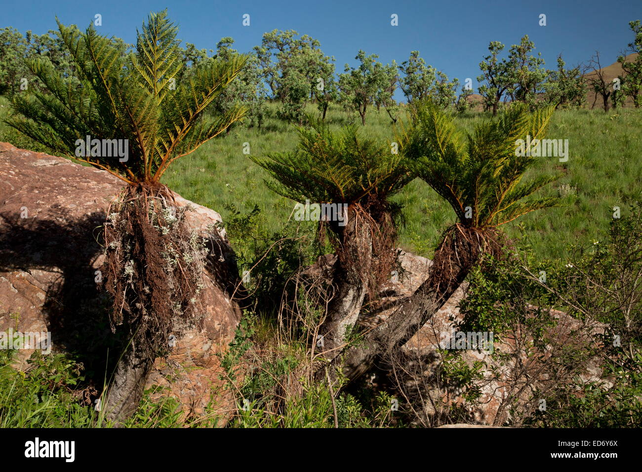 Common Tree Fern, Cyathea dregei in the Drakensberg Mountains, South Africa Stock Photo