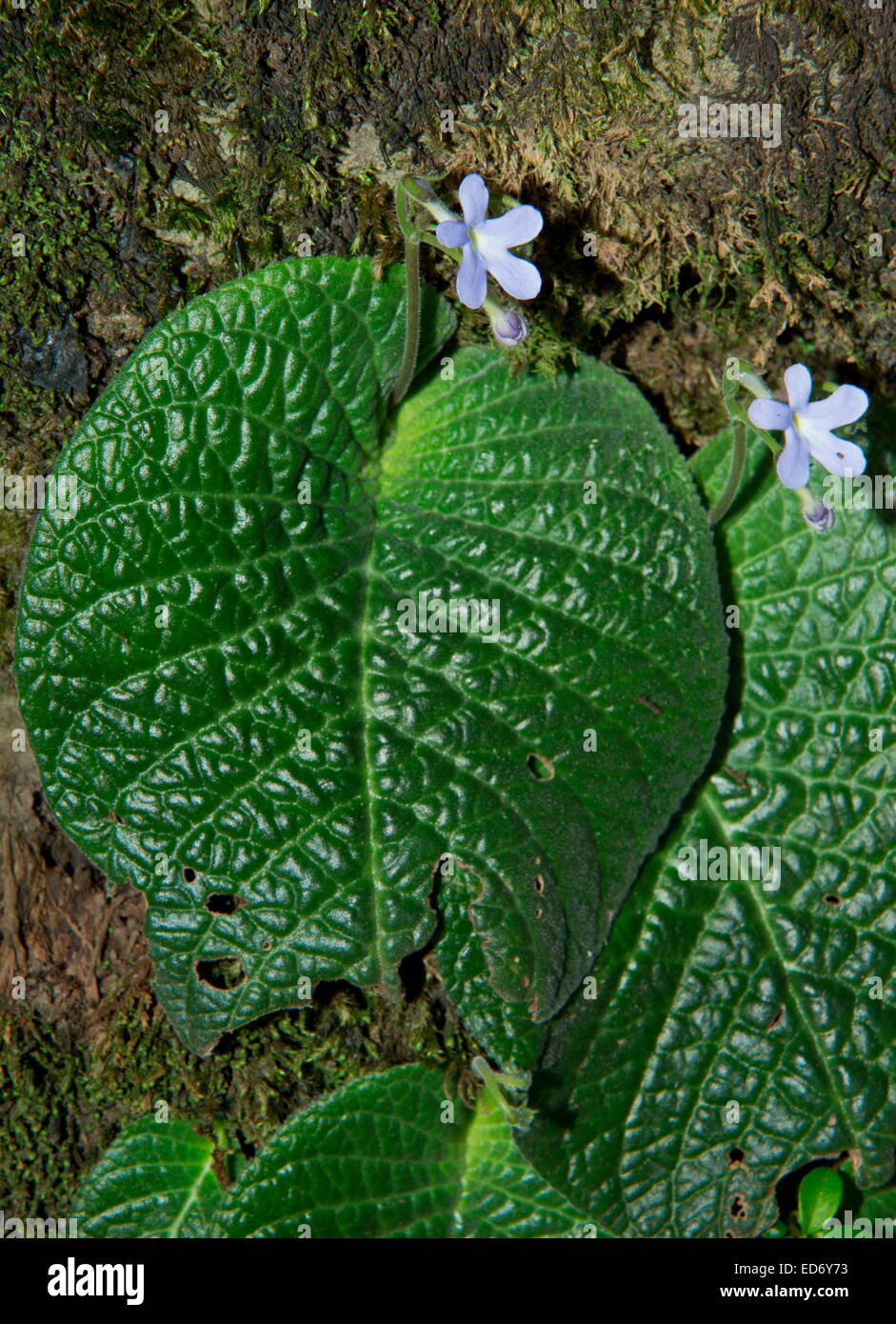 An African Violet, Streptocarpus polyanthus ssp dracomontanus in the Drakensberg Mountains, South Africa Stock Photo