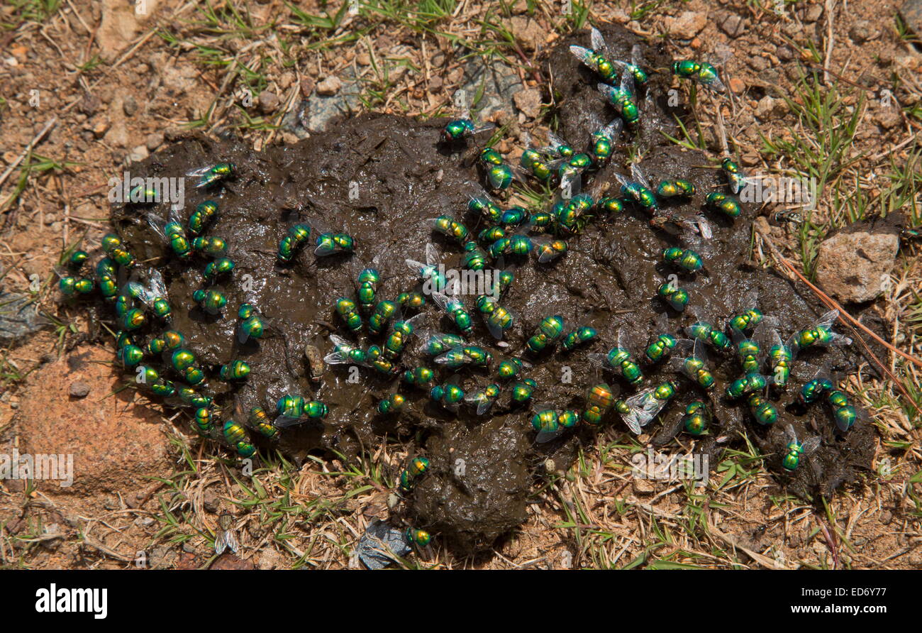Greenbottle flies on cow dropping, Drakensberg Mountains, South Africa Stock Photo