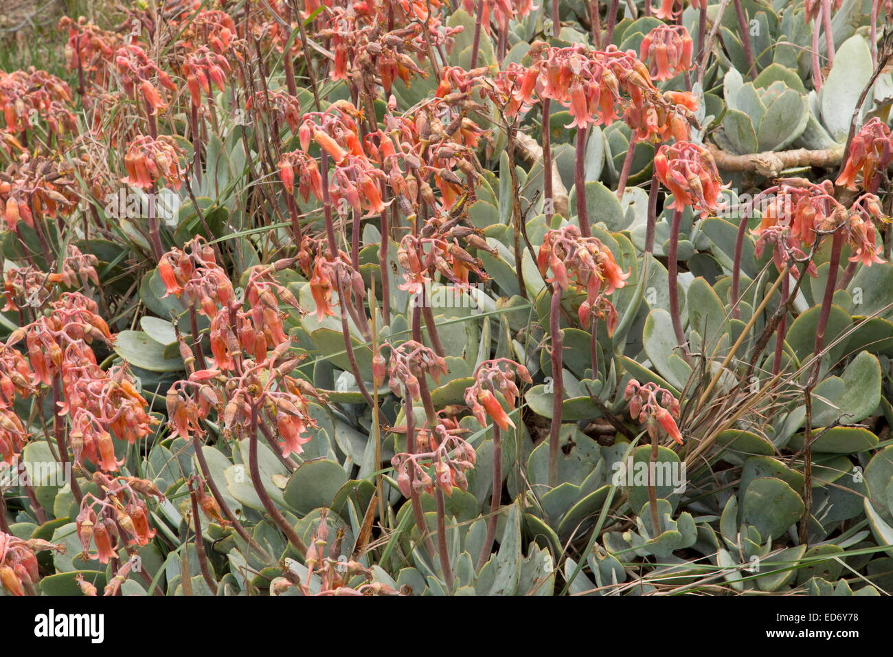 Pig's Ears, Cotyledon orbiculata; a succulent in the  Drakensberg Mountains, South Africa Stock Photo