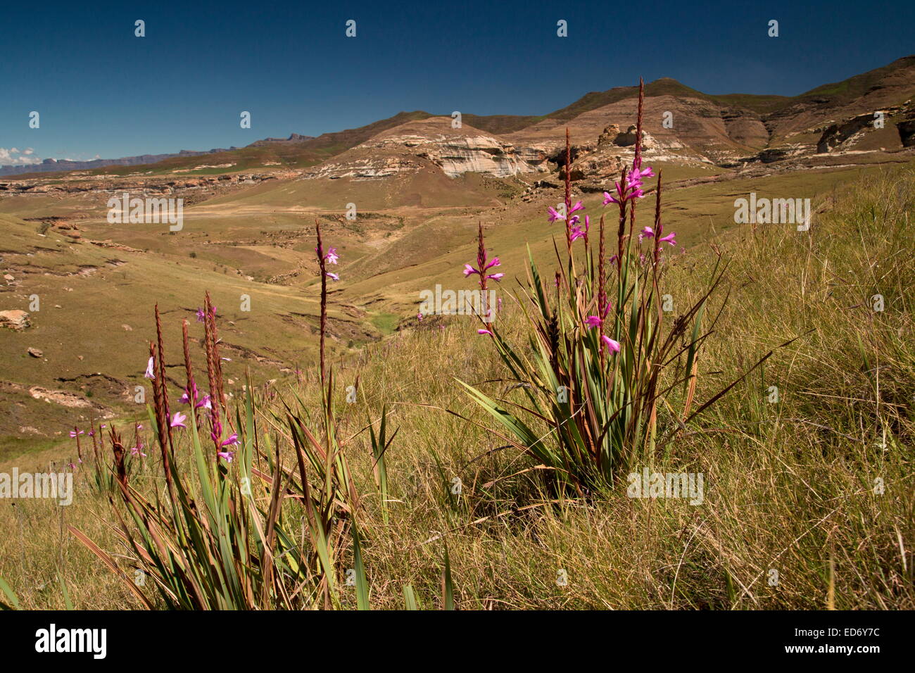A watsonia, Watsonia lepida in the Golden Gate Highlands National Park, Drakensberg Mountains, South Africa Stock Photo