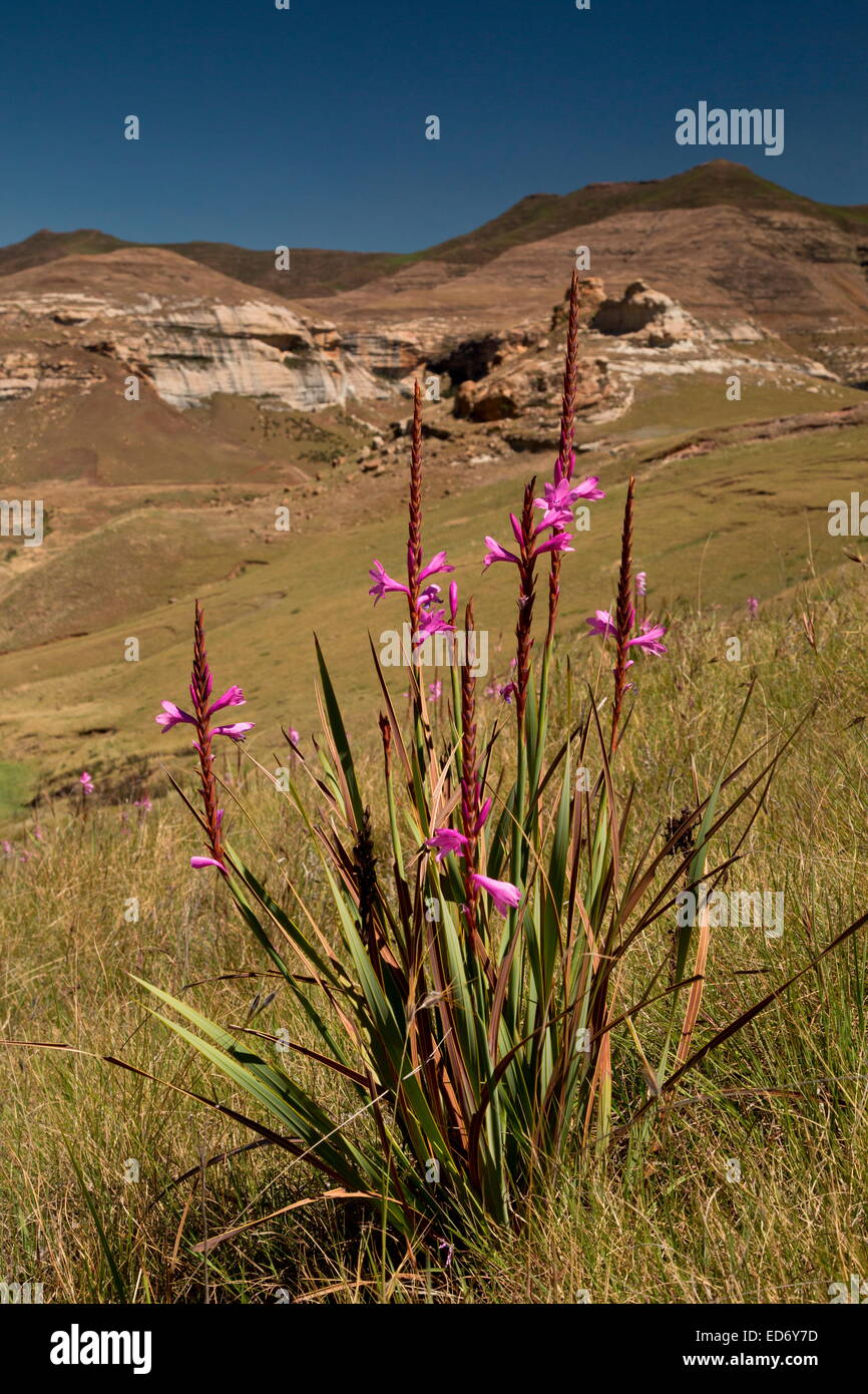 A watsonia, Watsonia lepida in the Golden Gate Highlands National Park, Drakensberg Mountains, South Africa Stock Photo