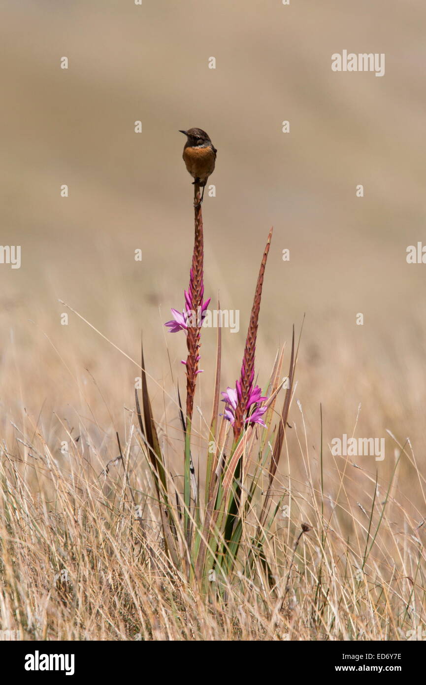 African stonechat on a  watsonia, Watsonia lepida in the Drakensberg Mountains, South Africa Stock Photo