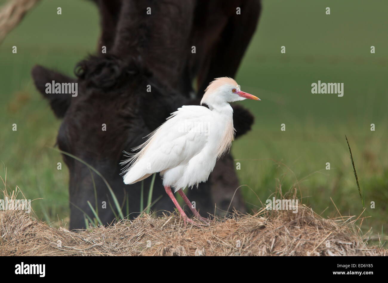 Tagak Cattle Egret, Bubulcus ibis in breeding plumage, with cow; South Africa ...