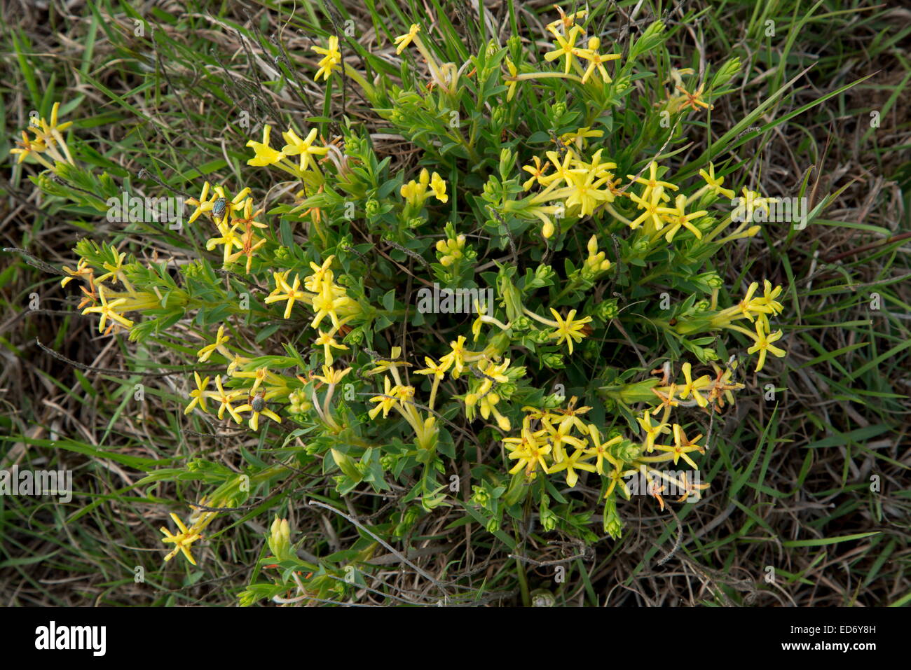 A yellow-head, or Gifbossie, Gnidia caffra in grassland, Wakkerstroom, South Africa Stock Photo
