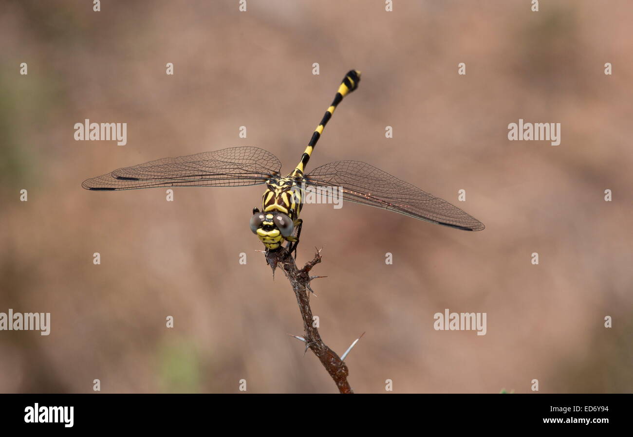 Common Tigertail dragonfly, Ictinogomphus ferox perched on twig; Kruger National Park, South Africa Stock Photo