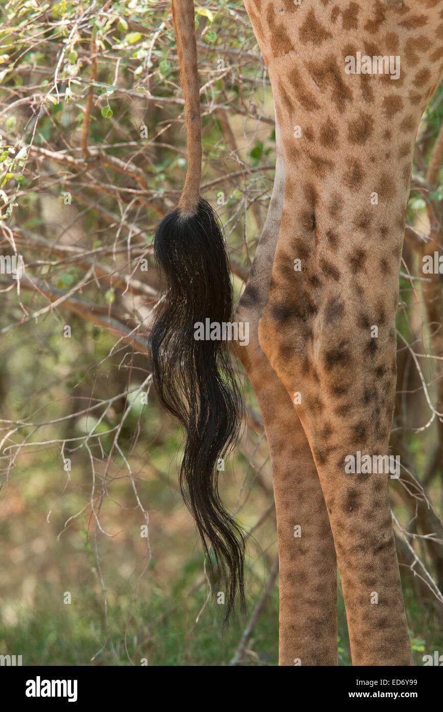 Distinctive black-tipped tail of a giraffe Giraffa camelopardalis, in Kruger National Park, South Africa Stock Photo