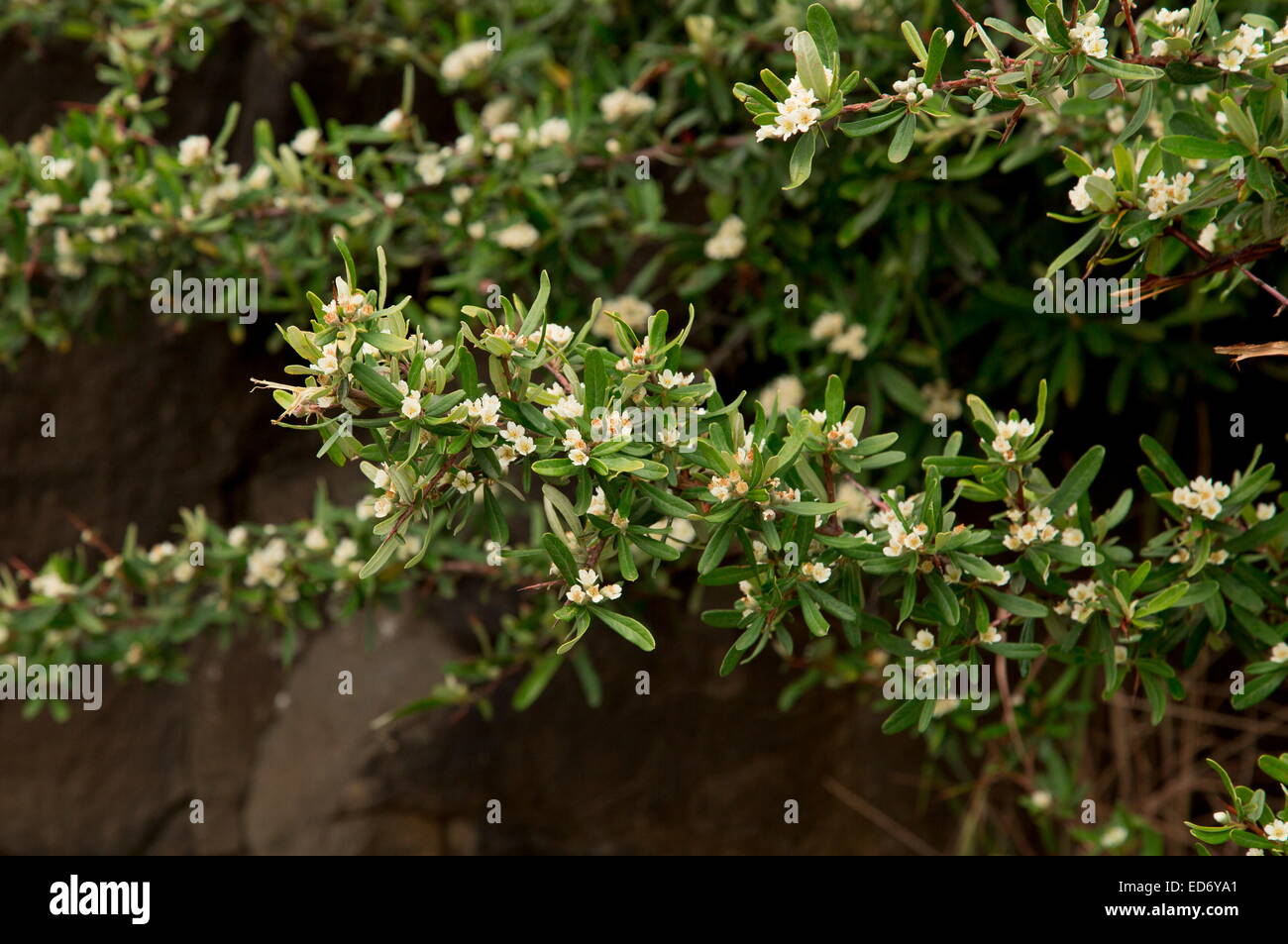 Invasive shrub, Pyracantha angustifolia in Lesotho. Stock Photo