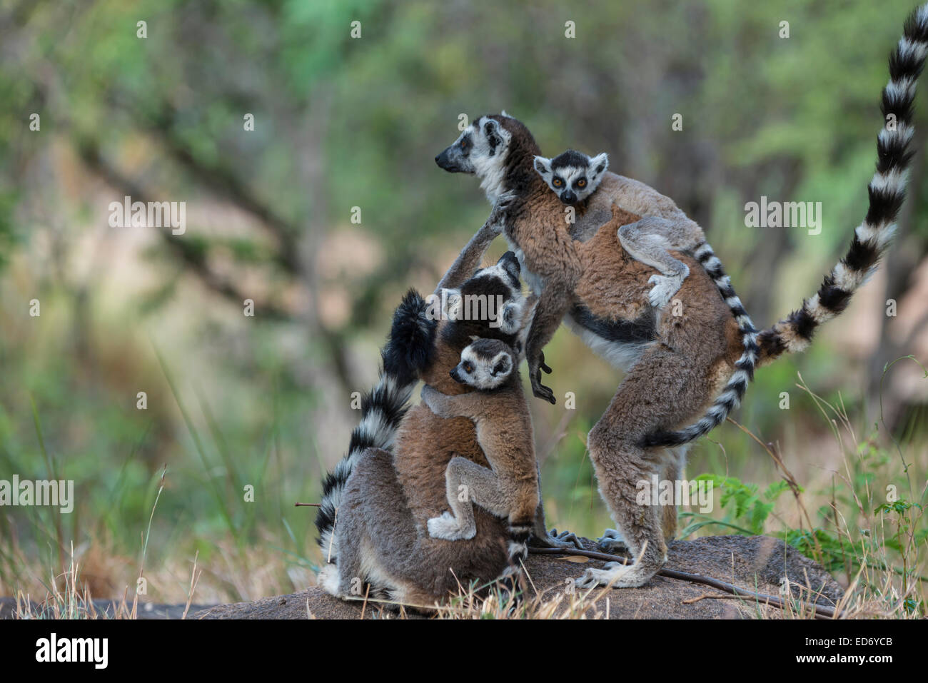 Ring-tailed Lemurs (Lemur catta), adults with young on their backs, Adringitra Region, Madagascar Stock Photo