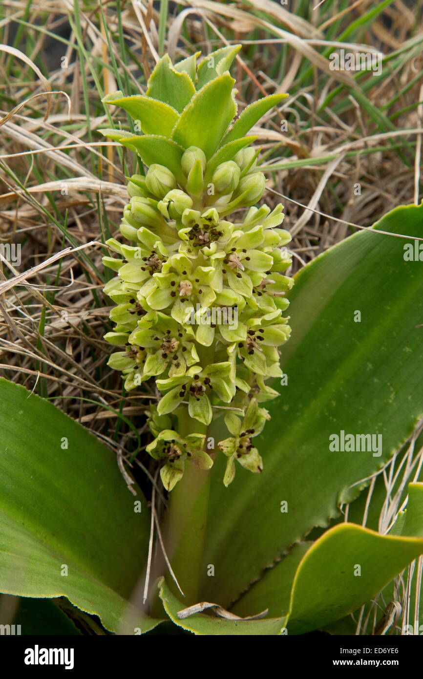 Dwarf Pineapple Lily, Eucomis humilis in the Drakensberg Mountains, South Africa Stock Photo