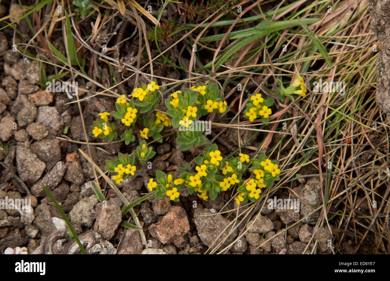 A dwarf high-altitude gnidia, Gnidia propinqua in the Drakensberg Mountains, South Africa Stock Photo