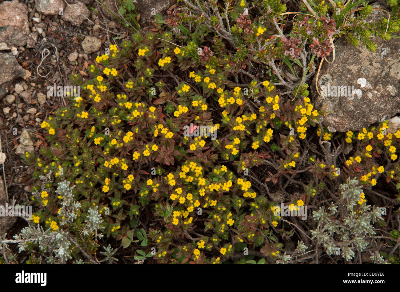 A dwarf high-altitude gnidia, Gnidia propinqua in the Drakensberg Mountains, South Africa Stock Photo