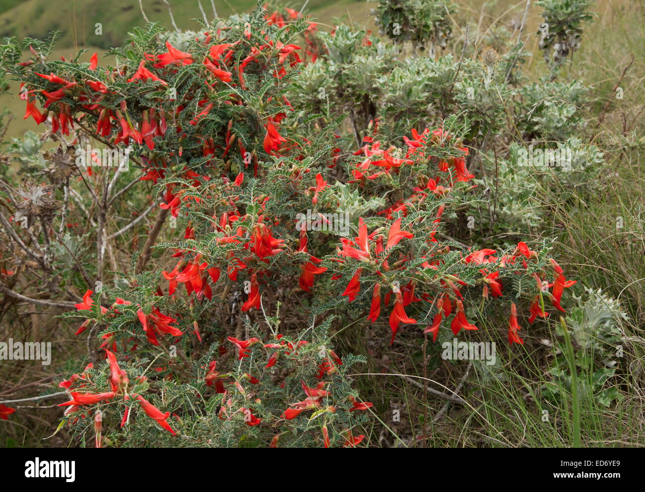 The mountain cancer bush, Sutherlandia montana,  in the Drakensberg Mountains, South Africa Stock Photo