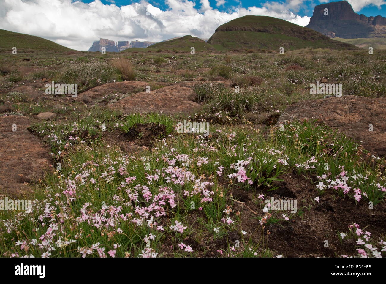A dwarf alpine, Red Star, Rhodohypoxis baurii in the Drakensberg Mountains, South Africa Stock Photo