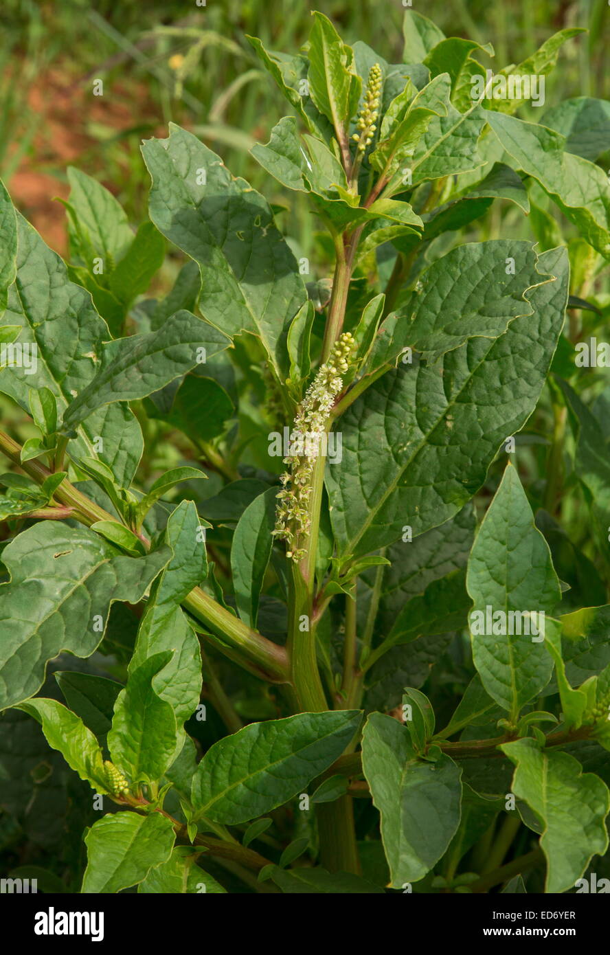 A pokeweed, Phytolacca octandra in the Drakensberg Mountains, South Africa Stock Photo