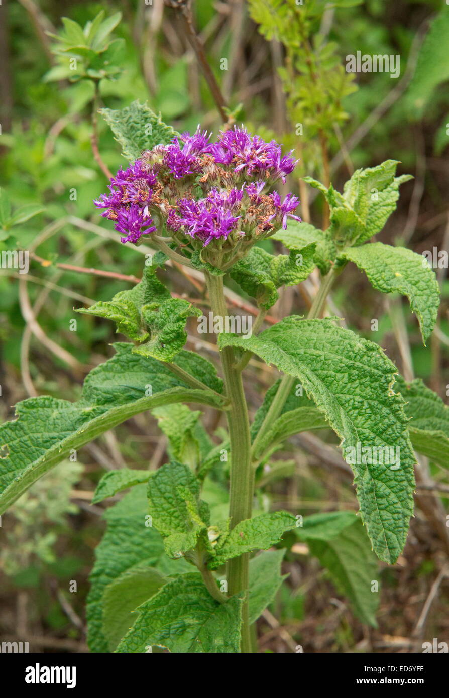 Quilted-leaved Vernonia, Vernonia hirsuta,  in flower; Drakensberg Mountains, South Africa Stock Photo