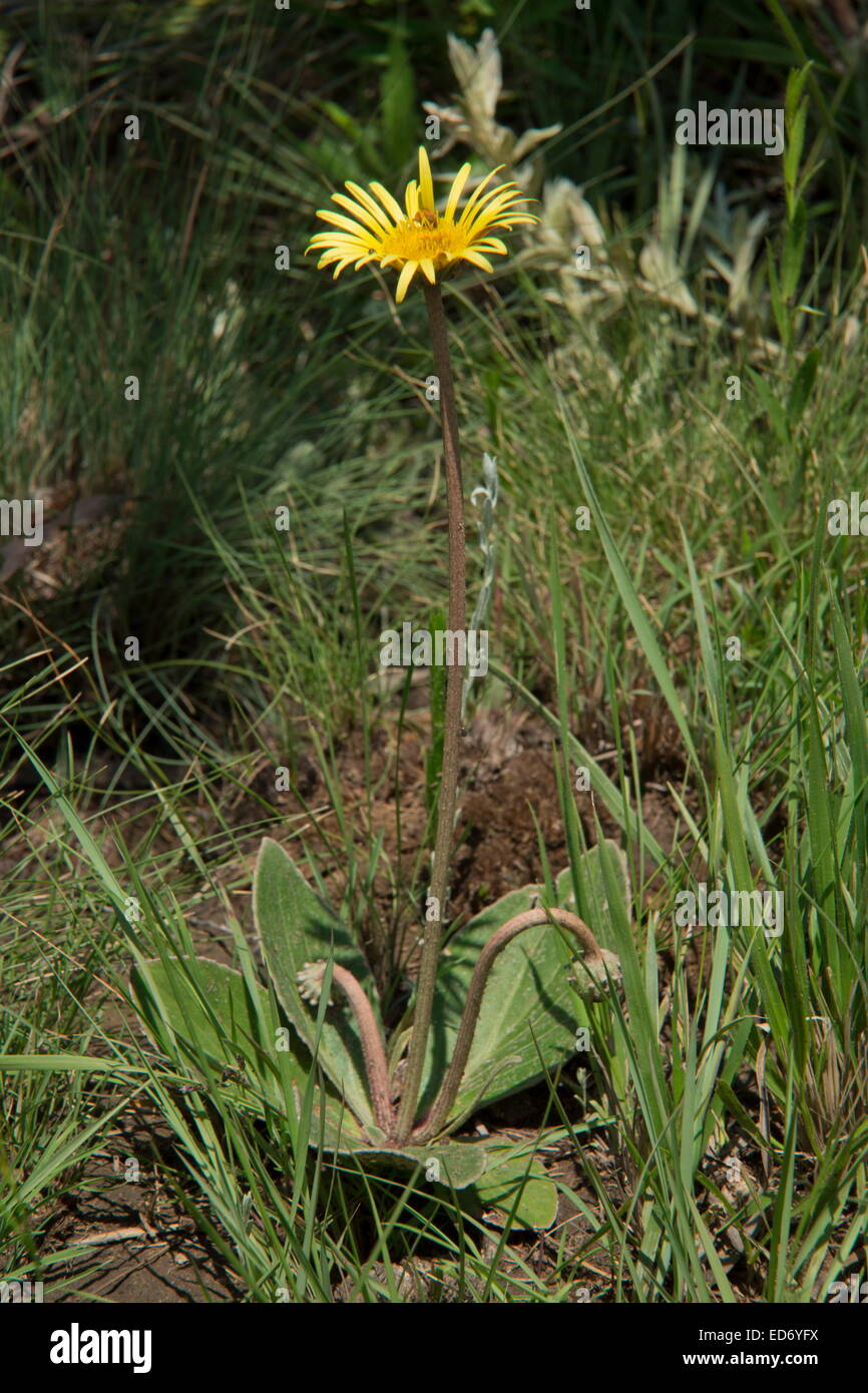 Tall yellow daisies, Haplocarpus scaposa, South Africa Stock Photo