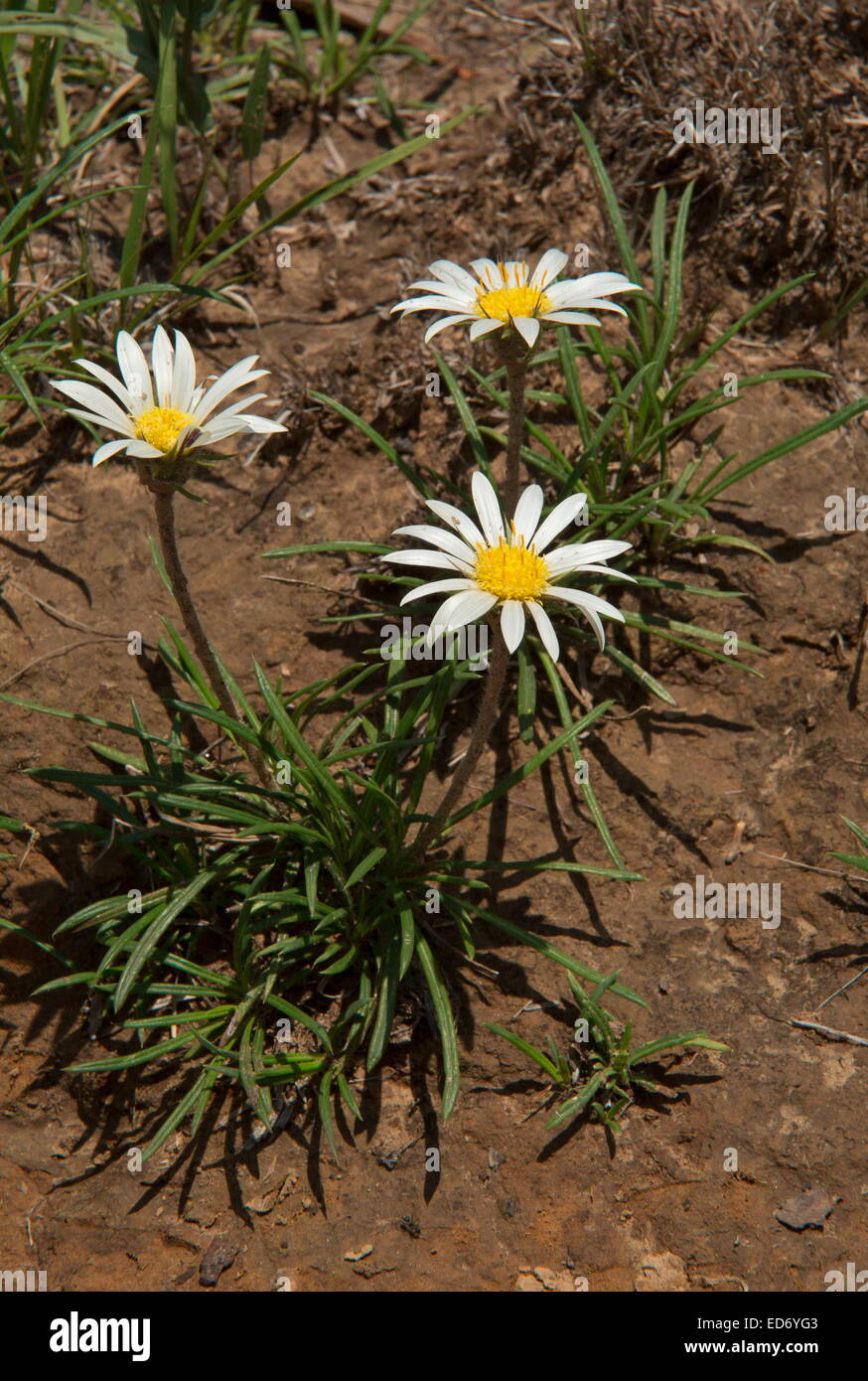 Mountain Gerbera, Herpicium armerioides in the Drakensberg Mountains, South Africa Stock Photo