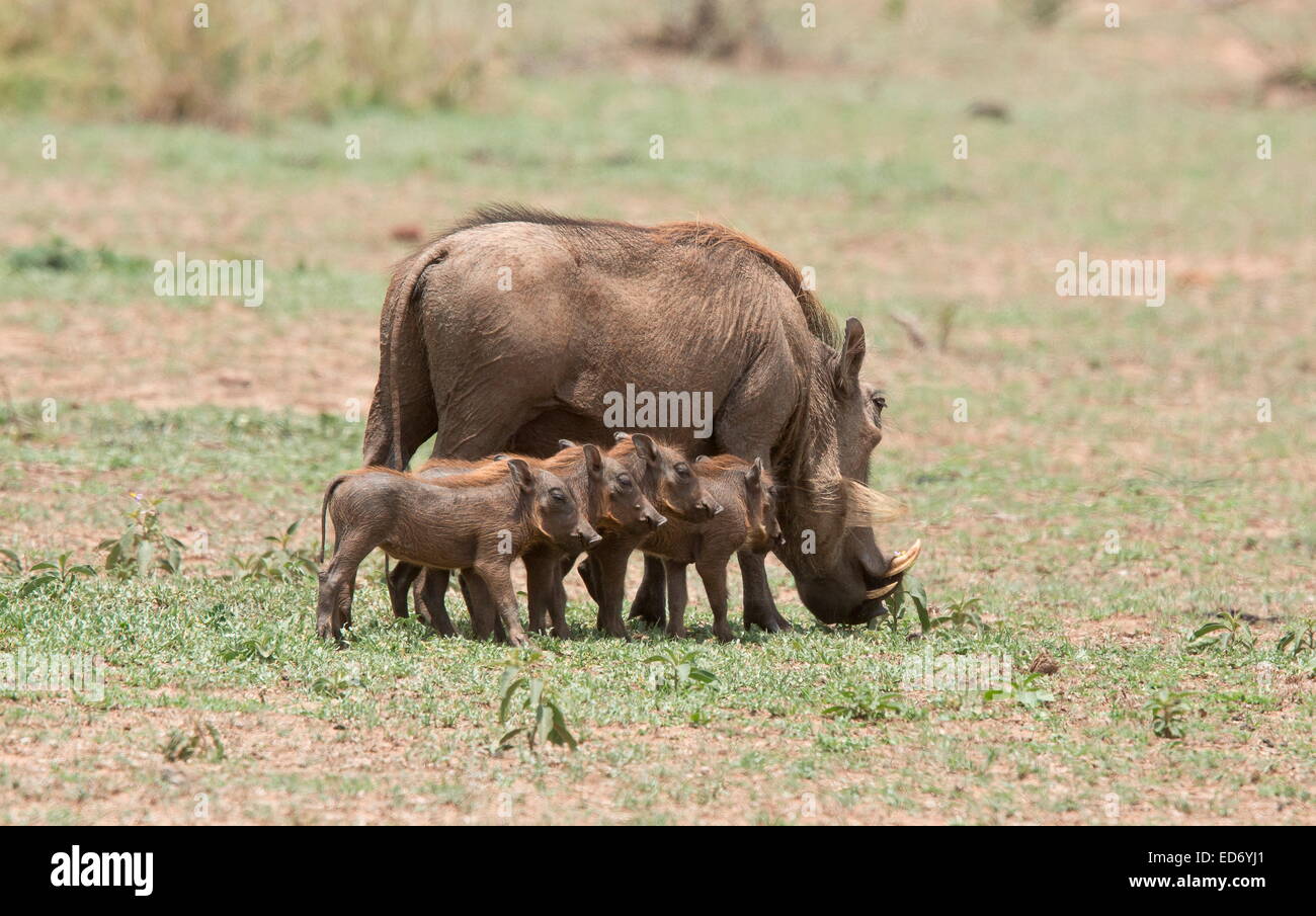 Female (sow) Warthog with young piglets, Phacochoerus africanus, in Kruger National Park, South Africa Stock Photo