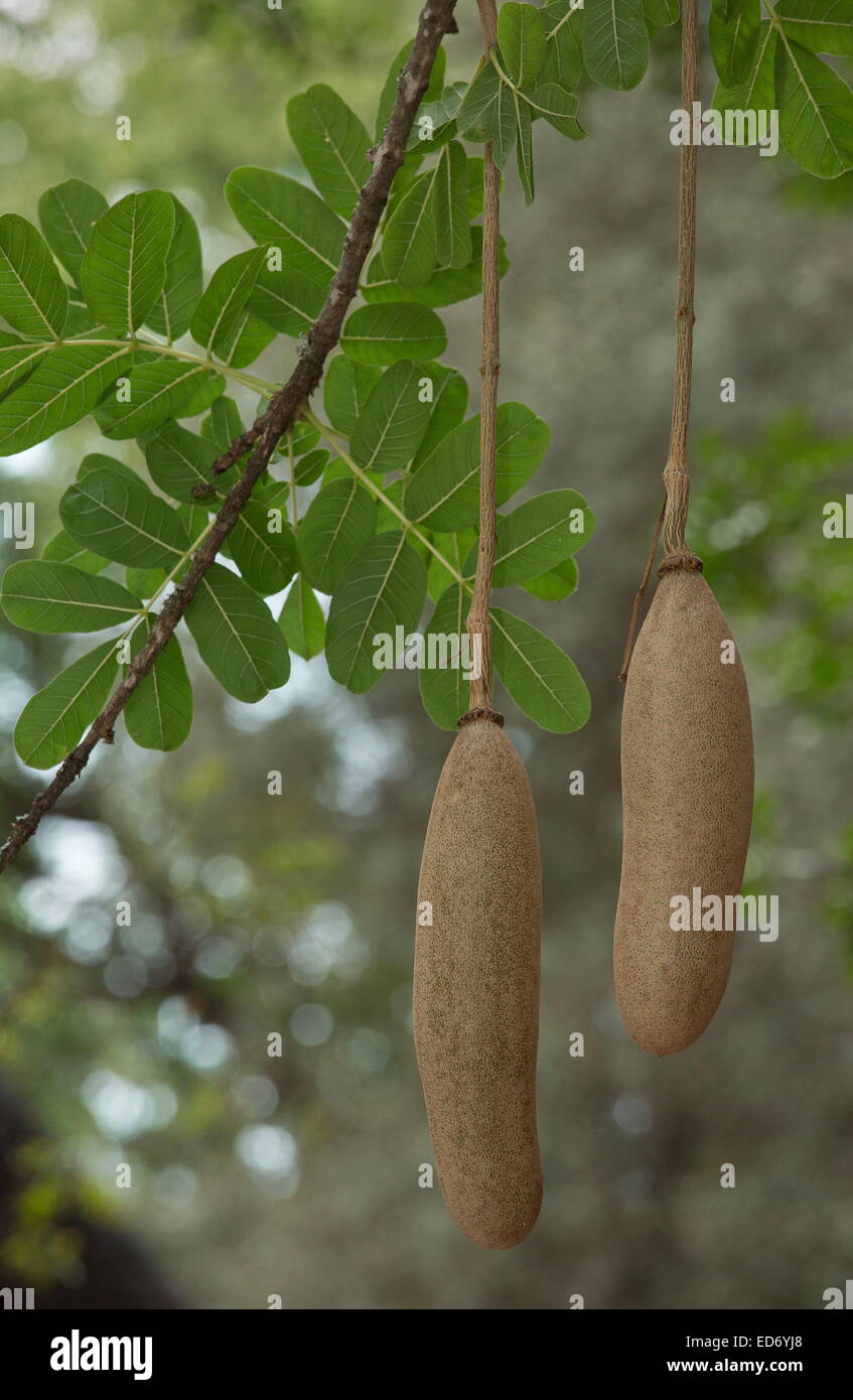 Kigelia Africana - the sausage tree - Kruger2Canyon