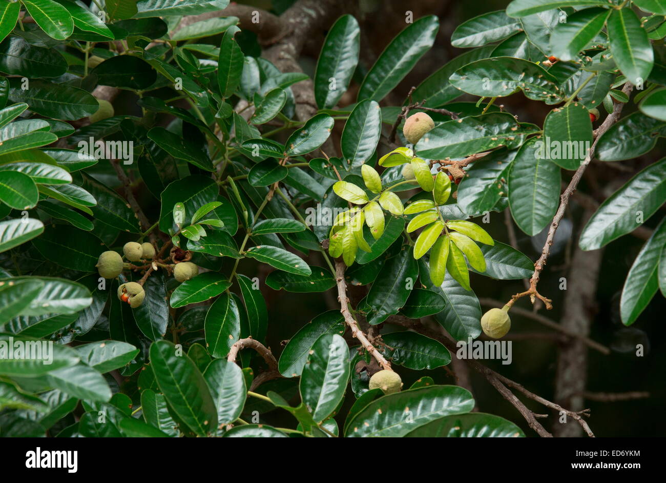 Forest Natal Mahogany, Trichilia dregeana in fruit; Kruger National Park, South Africa Stock Photo
